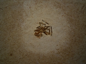 Spinne Araneae