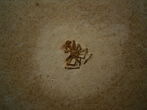 Spinne Araneae