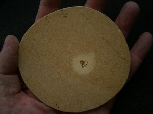 Spinne Araneae