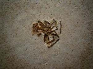 Spinne Araneae