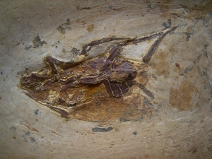 Fossile Schabe