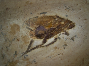 Fossile Schabe