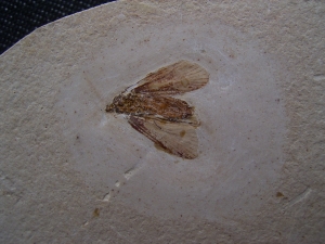 Eintagsfliege