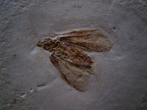 Eintagsfliege