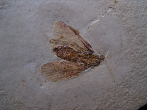 Eintagsfliege