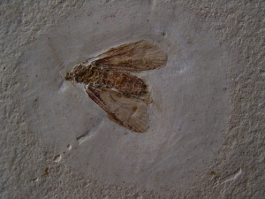 Eintagsfliege