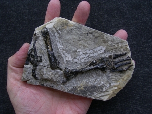 Claudiosaurus Bein mit Fuss