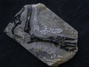 Claudiosaurus Bein mit Fuss