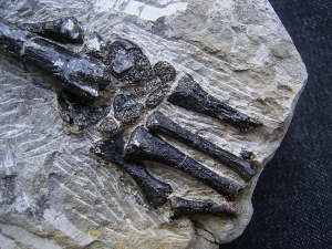 Claudiosaurus Bein mit Fuss