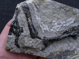 Claudiosaurus Bein mit Fuss