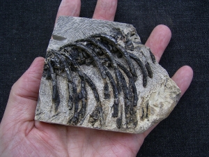Claudiosaurus Teilskelett