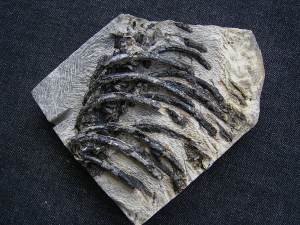 Claudiosaurus Teilskelett