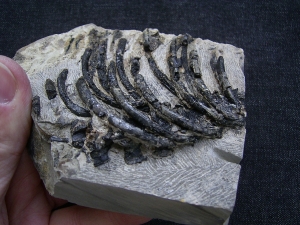 Claudiosaurus Teilskelett