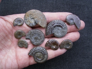 Ammoniten gesaegt und poliert # 2