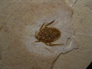 Fossile Wanze