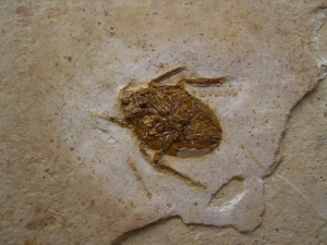 Fossile Wanze