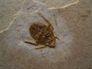 Fossile Wanze