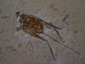 Grashüpfer mit Legestachel # 2