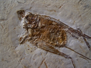 Grashüpfer mit Legestachel # 2