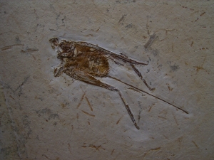 Grashüpfer mit Legestachel # 2