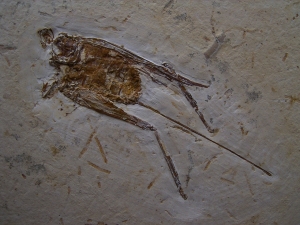 Grashüpfer mit Legestachel # 2