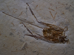 Grashüpfer mit Legestachel # 2