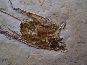 Grashüpfer mit Legestachel # 2