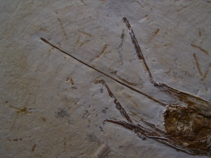 Grashüpfer mit Legestachel # 2