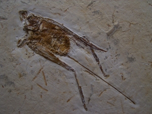 Grashüpfer mit Legestachel # 2