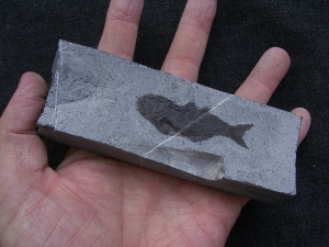 Fischfossil aus der Trias
