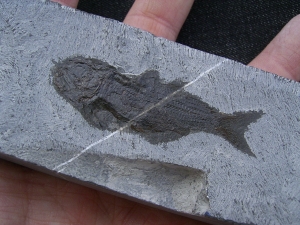 Fischfossil aus der Trias
