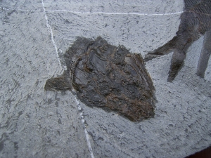 Triasfische aus Östereich