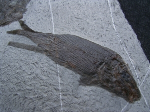 Triasfische aus Östereich