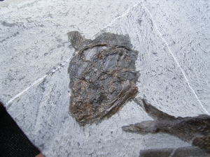 Triasfische aus Östereich