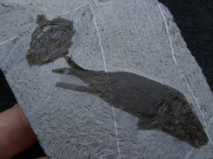 Triasfische aus Östereich