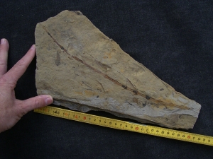 Schachtelhalm Neocalamites