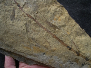 Schachtelhalm Neocalamites