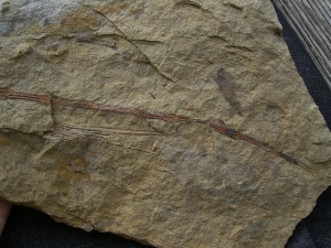 Schachtelhalm Neocalamites