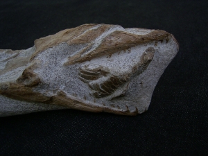 Tethysaurus mit Fisch im Maul