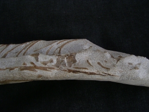 Tethysaurus mit Fisch im Maul