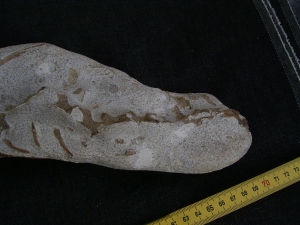 Tethysaurus mit Fisch im Maul