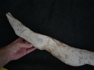 Tethysaurus mit Fisch im Maul