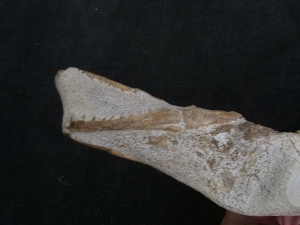 Tethysaurus mit Fisch im Maul