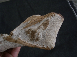 Tethysaurus mit Fisch im Maul