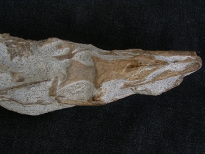 Tethysaurus mit Fisch im Maul
