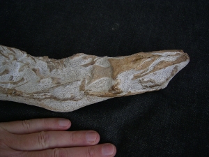 Tethysaurus mit Fisch im Maul