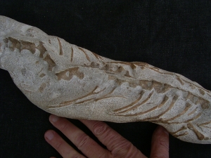 Tethysaurus mit Fisch im Maul