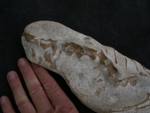Tethysaurus mit Fisch im Maul