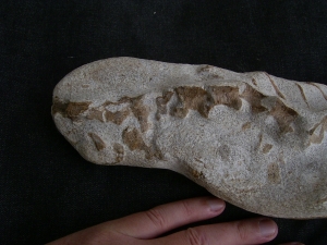 Tethysaurus mit Fisch im Maul