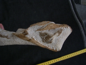 Tethysaurus mit Fisch im Maul